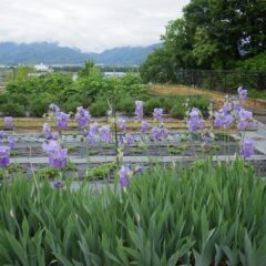 匂いアヤメの花が満開です