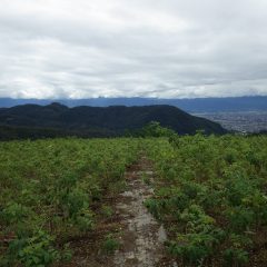 日本晴れとはならず雲に覆われた農場です