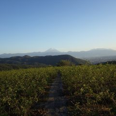 夕日に照らされて富士山の冠雪がハッキリ見えるようになりました
