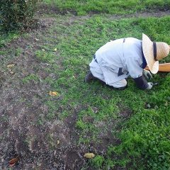 カモマイル・ジャーマン畑の除草作業は日が沈むまで続けられます