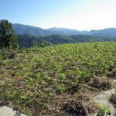 除草作業も大変ですが除草した草を畑の外に運び出すのにも一苦労