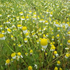 雨に濡れて花弁が閉じています