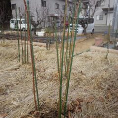完全に枯れてしまい茶色に変色した枝の片付け作業