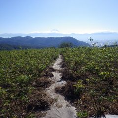 農場のローズ畑では除草した草の運び出し作業が続いています