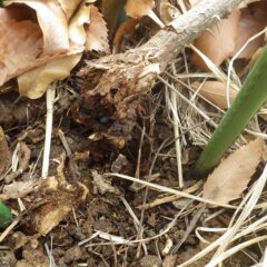 枯れた枝は株元からコガネムシの幼虫が入り食べられていました