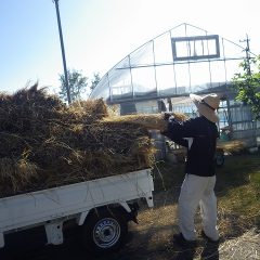 事務局前の畑に藁を敷く為、藁が運び込まれました