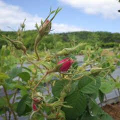 農場のローズはもう直ぐ咲きそうな蕾が現れて来ました