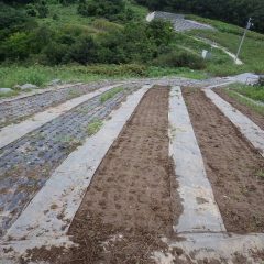 マルチを剥がします