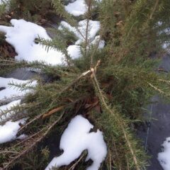 雪の重みに耐えられずローズマリーの枝が折れてしまいました