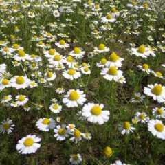 午後には天気が回復して夏日になりカモマイル・ジャーマンの花弁が開きました
