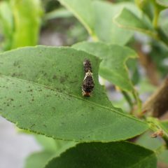 何処からともなくやって来るアゲハチョウの幼虫