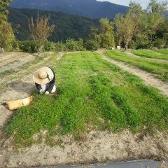 カモマイル・ジャーマン畑の除草作業は今日も続けられています