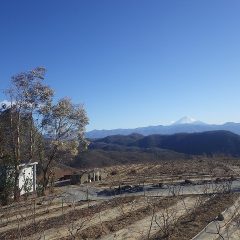 農場のローズ畑は今日も冷たい突風が吹き荒れています