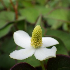 ドクダミの花も咲き始めました