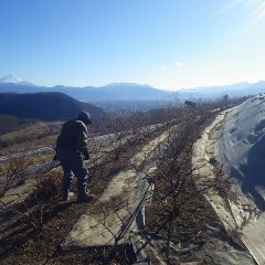 吹き飛ばされそうな冷たい風が吹く中でもローズの剪定作業は行われいます