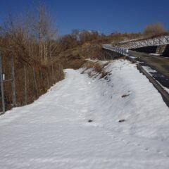 ラベンダー畑に続く農道は他に誰も通らないので小動物の足跡だけが残っています