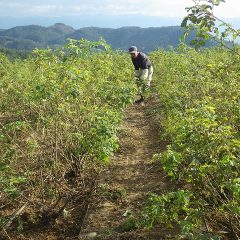 ローズ畑の除草作業も続いています