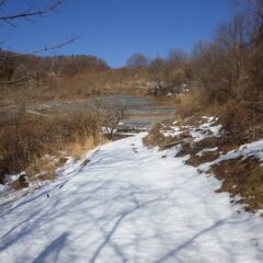 徒歩で見回りに行くと日当たりの良い斜面にあるラベンダー畑の雪は解けているのが見えました