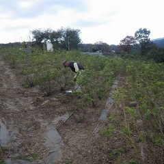 ローズ畑の除草作業も日暮れまで続きます