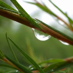 ティートゥリーの枝に付いた雨露