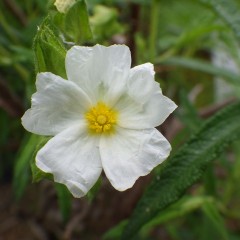 ロックローズの清楚な花