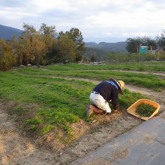 カモマイル・ジャーマン畑の除草作業はもう少しで終了です