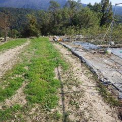 カモマイル・ジャーマン畑の除草作業