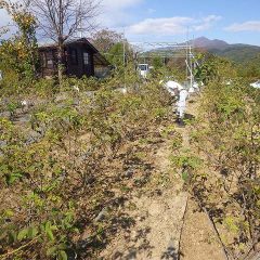 ローズ畑の除草作業