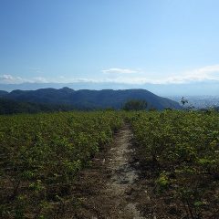 生憎富士山は雲に隠れていますが冬晴れのローズ畑
