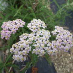 ヤローは小さな花が集まって咲いています