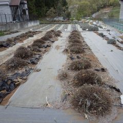 本日の剪定作業は終了となりました