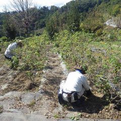 剪定前最後の除草作業です