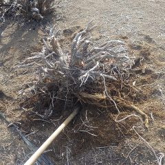 根も太く深くまで伸びています