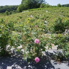 農場のローズも咲き始めました