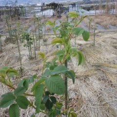 良く伸びた新芽の先から待ちに待った蕾が上がって来ました