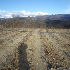 剪定作業が終わって綺麗になったローズ畑