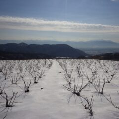 農場のローズ畑は未だに一面の雪野原です