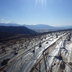 農場のローズ畑の剪定作業は終了間近