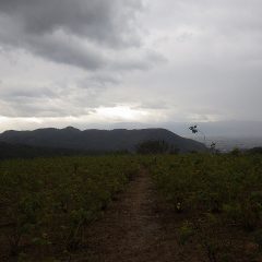 大粒の雨が降り出したので作業終了となりました