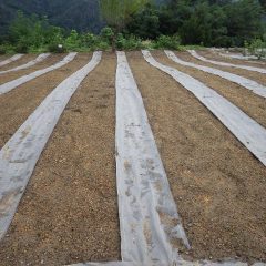 発芽をし始めたカモマイル・ジャーマン畑