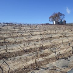 剪定した枝の片付け作業も順調に進んでいます