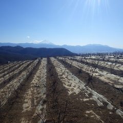 綺麗に剪定されたローズ畑