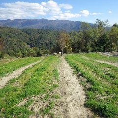 除草作業の終わったカモマイル・ジャーマン畑