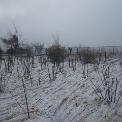 今朝は一面の雪景色