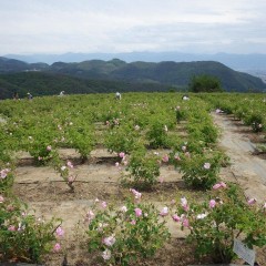 農場ではローズの摘み取りが始まりました