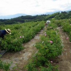 腰をかがめて一つ一つ丁寧に摘み取っていきます