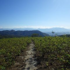 晴れ渡ったローズ畑