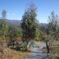 伸びすぎたユーカリの伐採