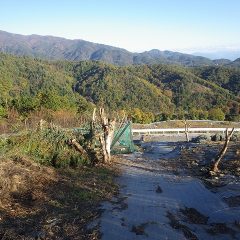 伐採終了