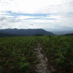 今日も雲の多い農場です